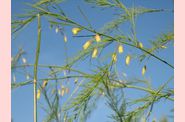 asperge..jpg