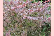 berberis.jpg