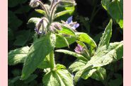 borago-officinalis-_-bourrache.jpg