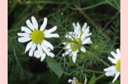 PHYTOTHERAPIE