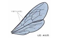 Dessins école primaire - Lecons de choses.-