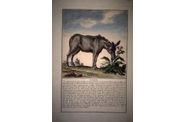 Gravures anciennes d'animaux (De Sève).
