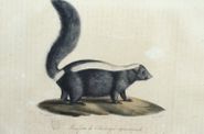 Gravures de mammifères(suite).