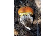 Photos de champignons.