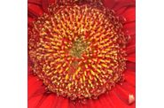 Photos de fleurs au scanner.