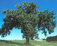 NEBRASKA Populus deltoides