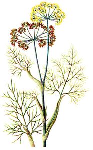 fenchel