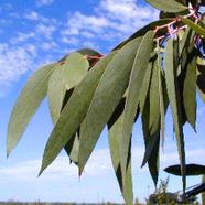 eucalyptus niphophila planfor02