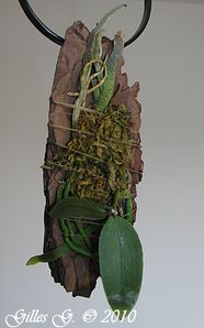 écorce de pin Sylvestre