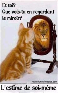 lion.jpg