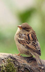 moineau-domestique