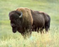 kansas bison all