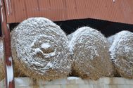 La-neige-perturbe-15.01.2013 5818