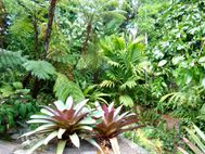 CAIRNS jardin botanique0111