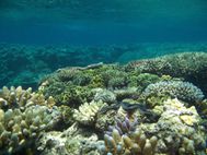 Cairns barriere de corail (1)