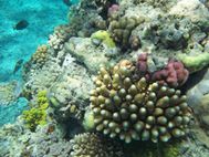 Cairns barriere de corail (3a)