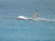 CAP ARIDE Baleine (11)