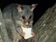 BUNDABERG OPOSSUM 07
