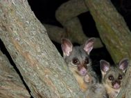 BUNDABERG OPOSSUM 13