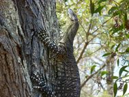 RAINBOW BEACH Varan (1B)