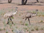 FLINDERS RANGES (32)