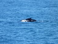 CAPE NATURALISTE Baleine (3)