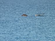 CAPE NATURALISTE Baleine (7)