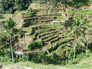 BALI rizières en terrasse (8)