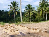 GUNUNG KAWI (9)