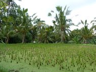 UBUD Rizieres14
