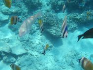 GILI AIR Photos sous-marine12