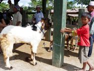 LOMBOK NORD Marché chèvres (7)