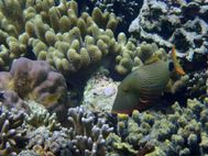 BUNAKEN Poissons (4)