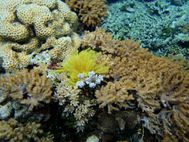 BUNAKEN fonds marins (17)