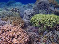 BUNAKEN fonds marins (23)