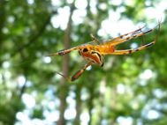 SULAWESI Tangkoko araignée (1)