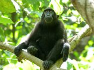 SULAWESI Tangkoko macaque à crête (10)