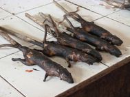 SULAWESI Tomohon marché rats (1)