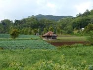 SULAWESI Tomohon route vers le volcan Mahawu (1)
