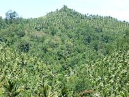 SULAWESI route vers Tangkoko (1)