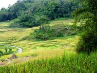 TORAJA Ledo environs05
