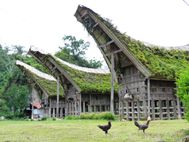 TORAJA-Lemo--9--copie-1.JPG