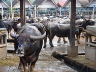 TORAJA Maché de budulu Buffles (2)
