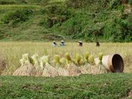 TORAJA-Pondo--1-.JPG