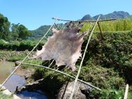 TORAJA Rando de Berurung à batutumonga (15)