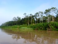 KINABATANGAN Rivière (4)