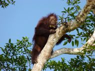 KINABATANGAN oran-outang (1)