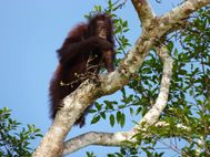 KINABATANGAN oran-outang (2)