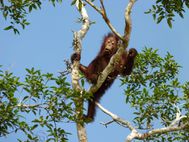 KINABATANGAN oran-outang (6)