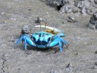LABUK BAY Crabe bleu (1)